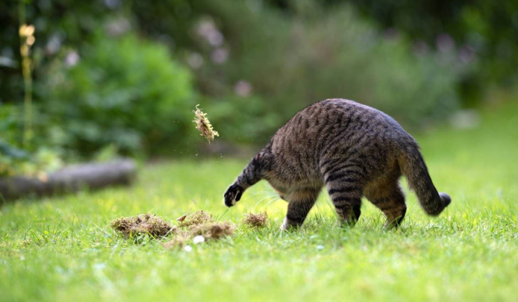 cat covering items