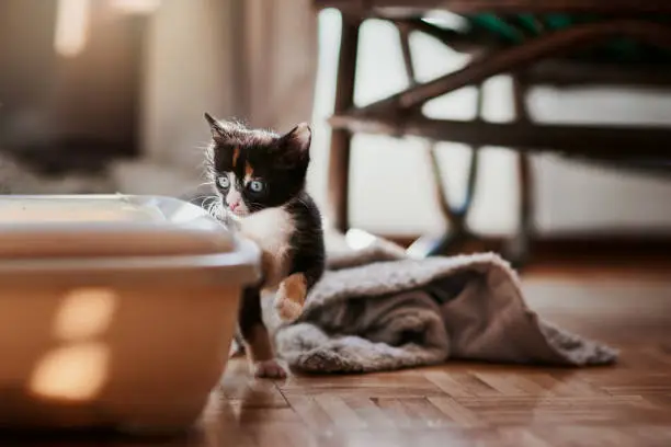 Ways to Store Cat Litter