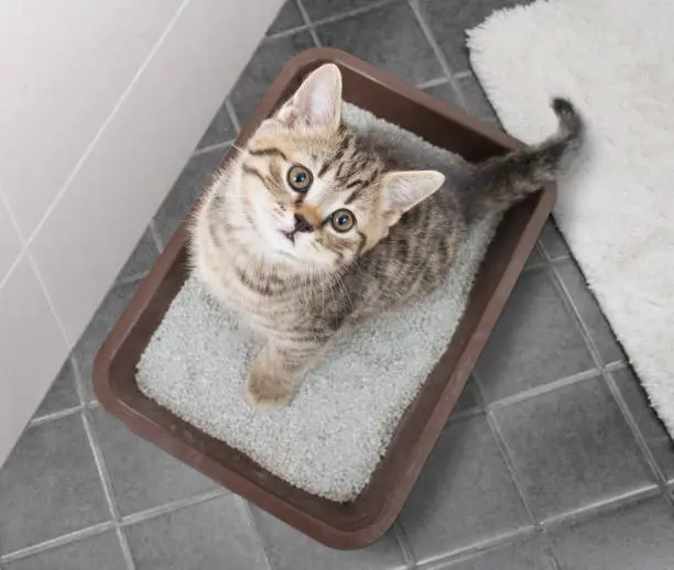 Ways to Store Cat Litter
